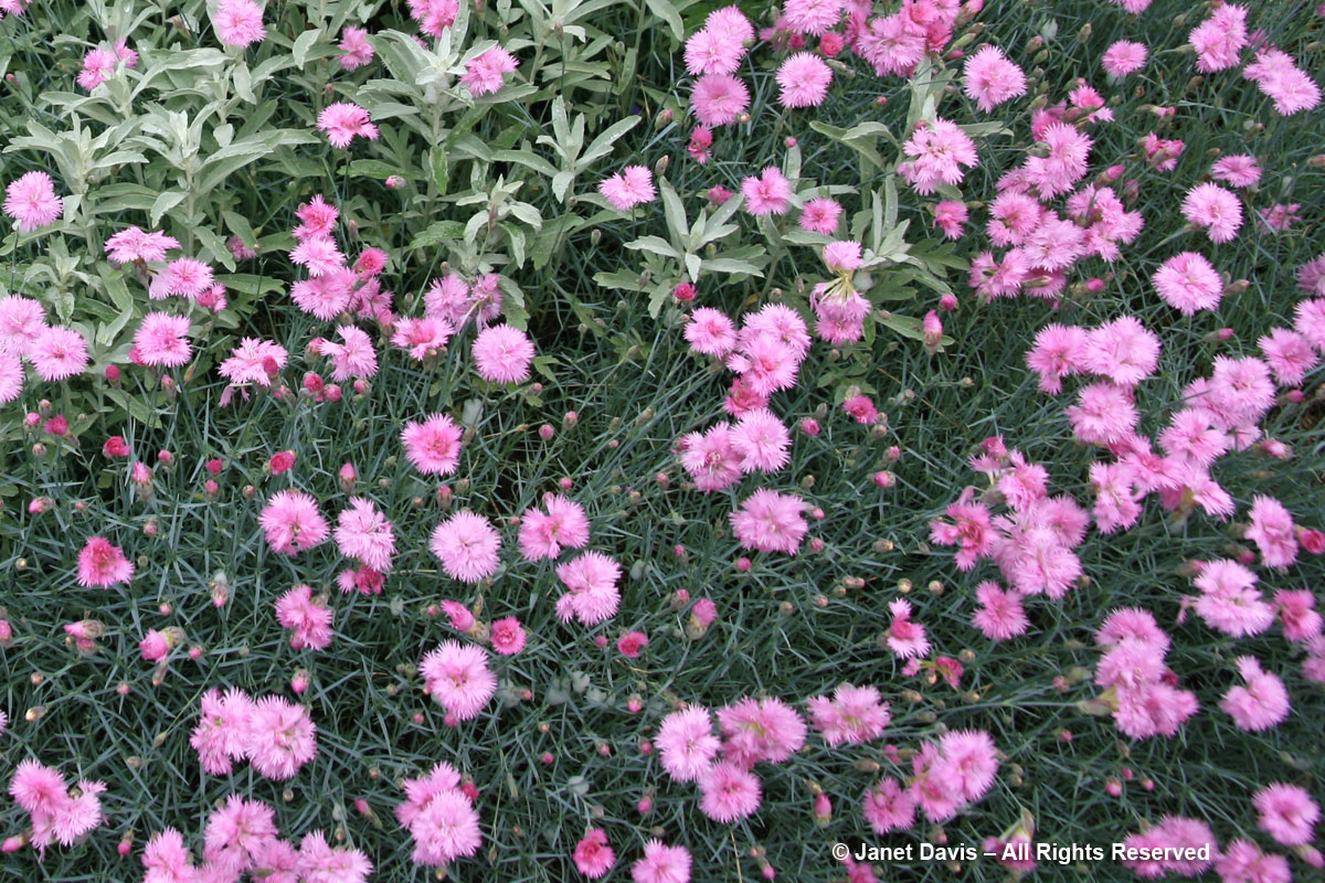 Dianthus plumarius-grass pink