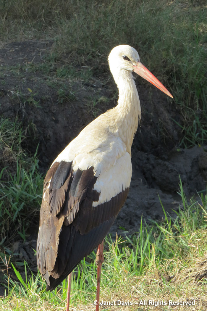 European-Stork