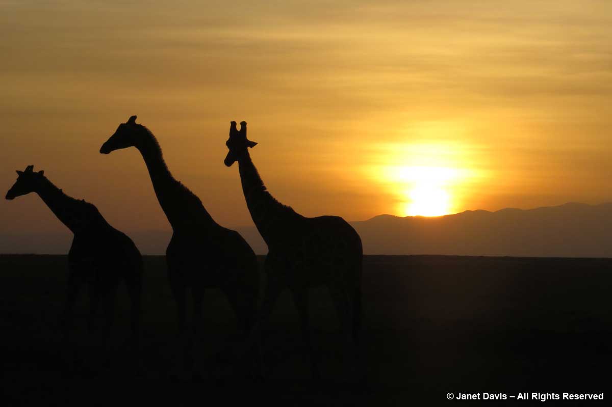 Giraffes at sunrise-Ol Pejeta-Kicheche