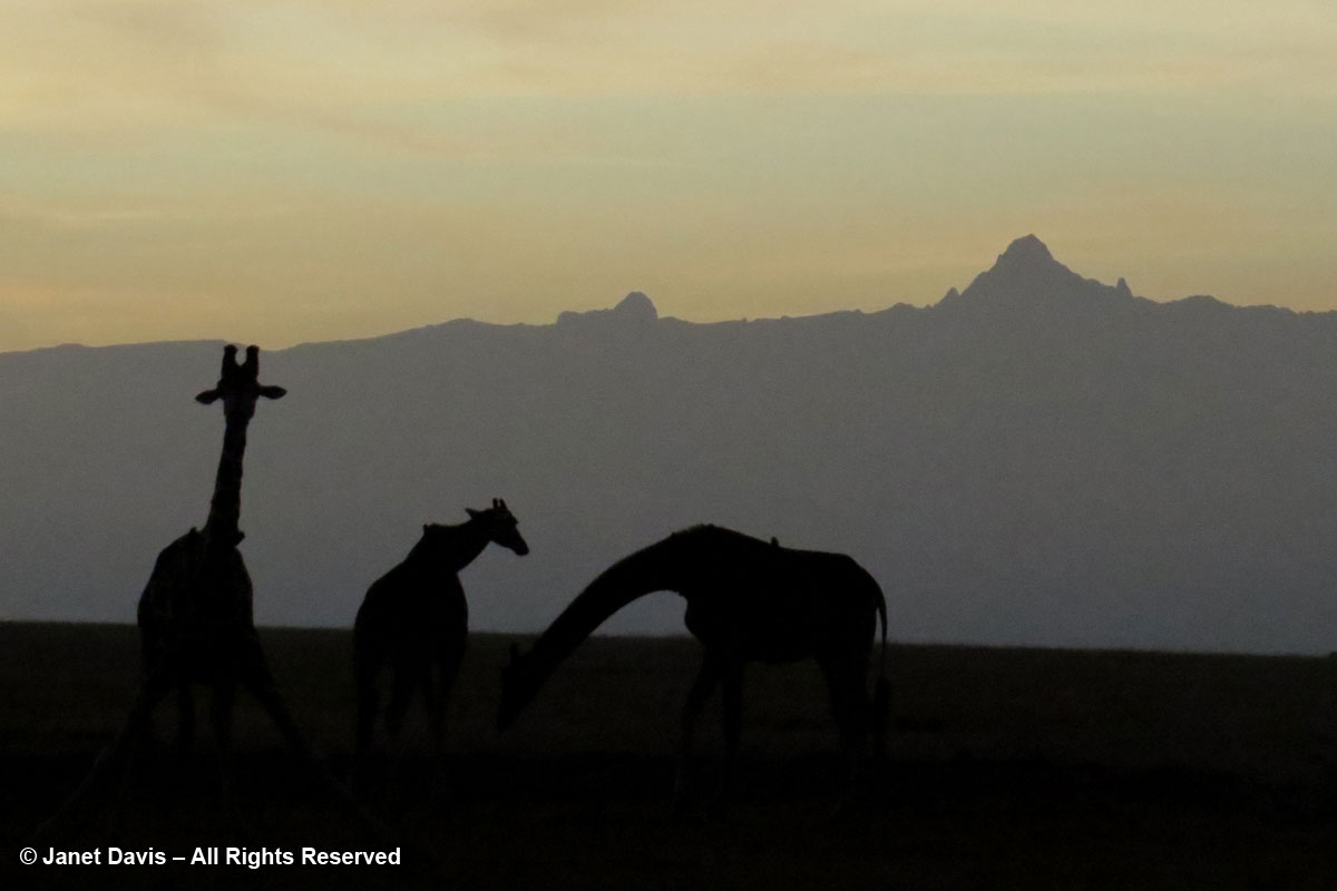Girafffes at dawn-Ol Pejeta-Laikipia