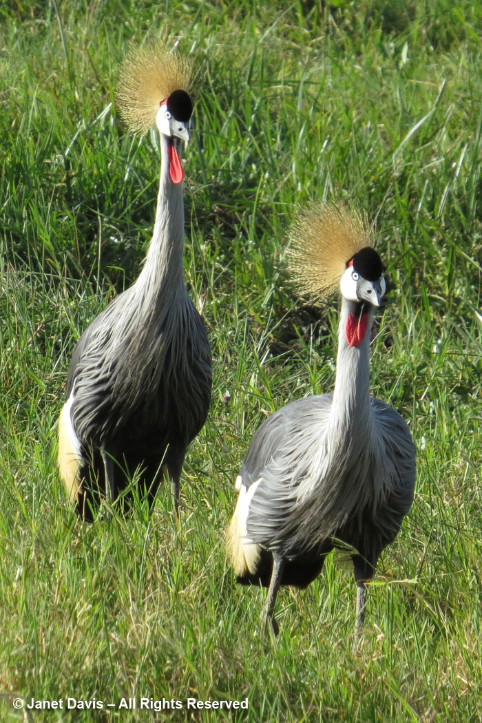 Grey-crowned Cranes-Ol Pejeta