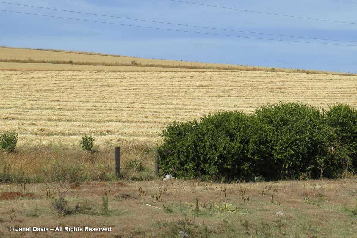 Laikipia-Wheat Fields