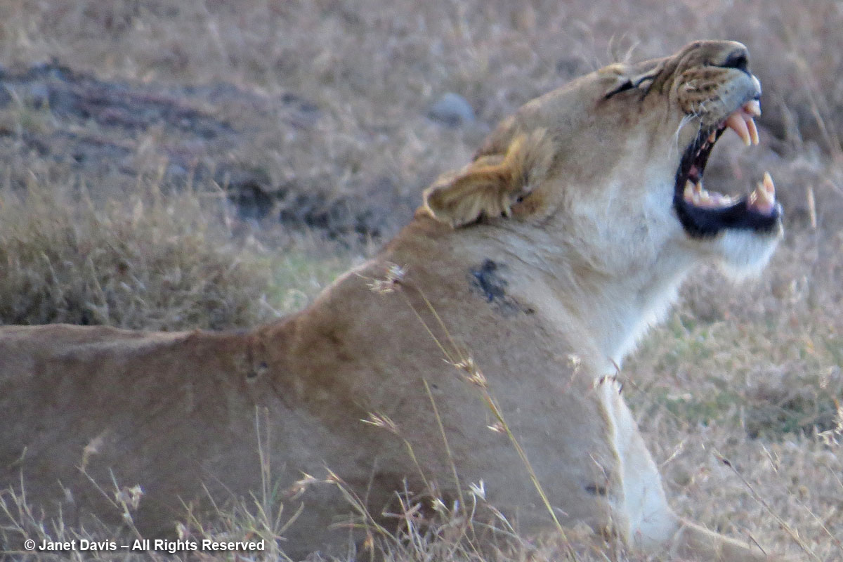 Lion-yawning-Ol Pejeta
