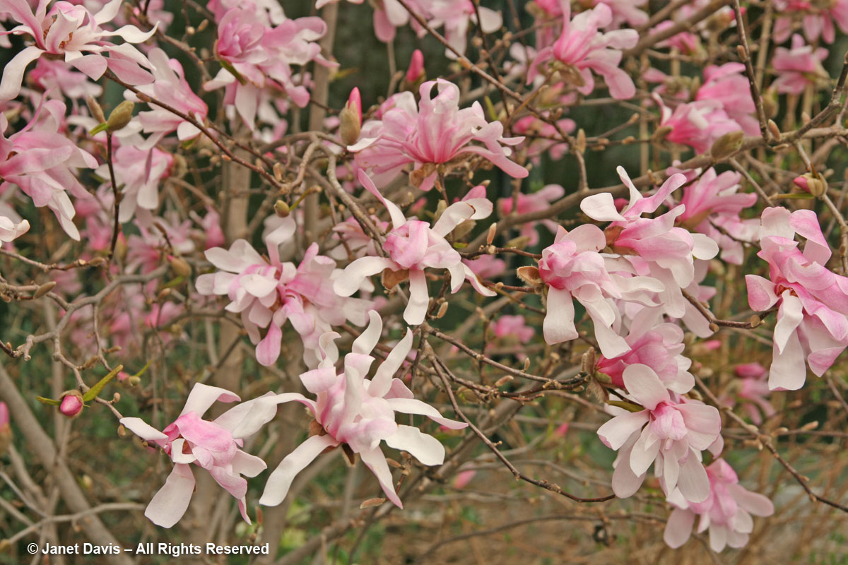 Magnolia x loebneri 'Leonard Messel' (1)