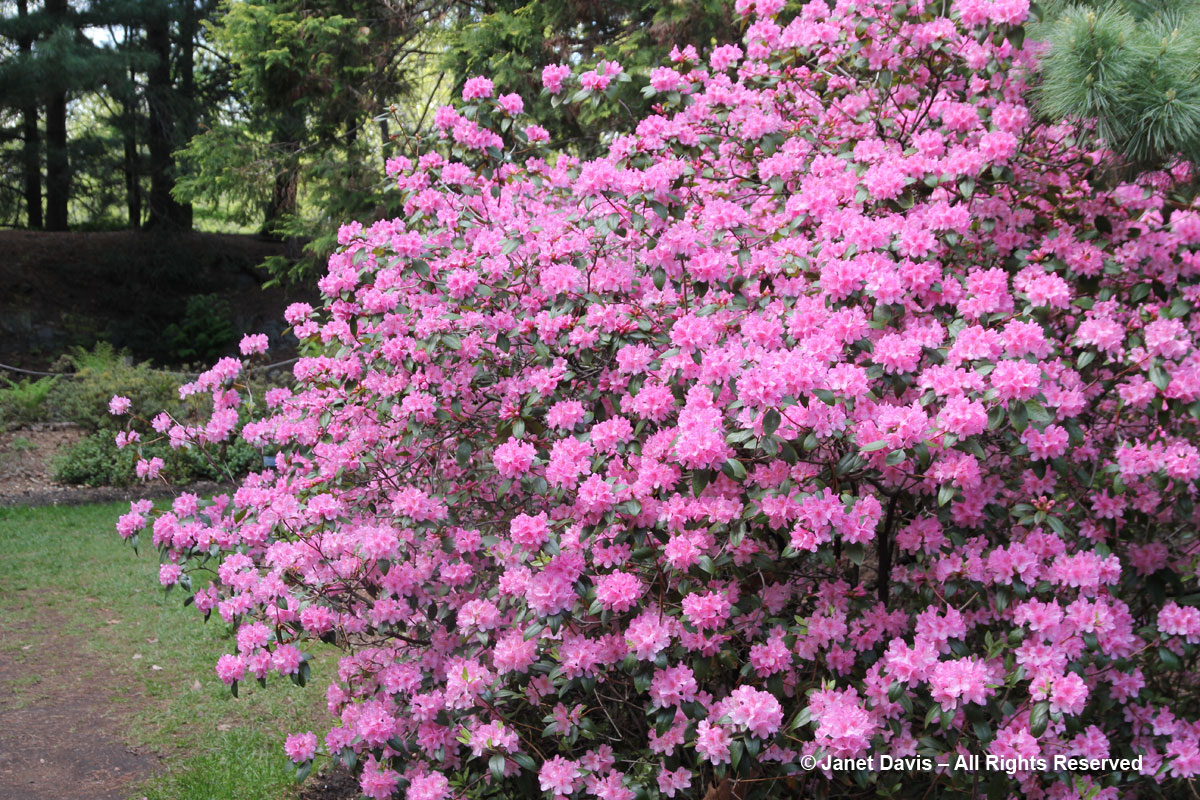 Rhododendron 'Aglow'-Montreal Botanical Garden