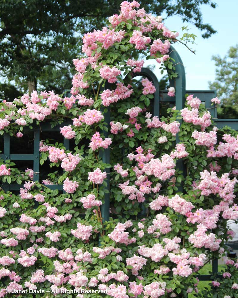Rosa 'Climbing Pinkie'-Peggy Rockefeller Rose Garden