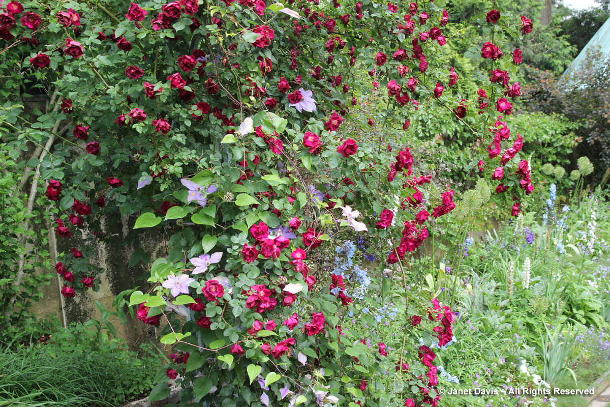 Rosa 'Dr. Huey'-Chanticleer Garden