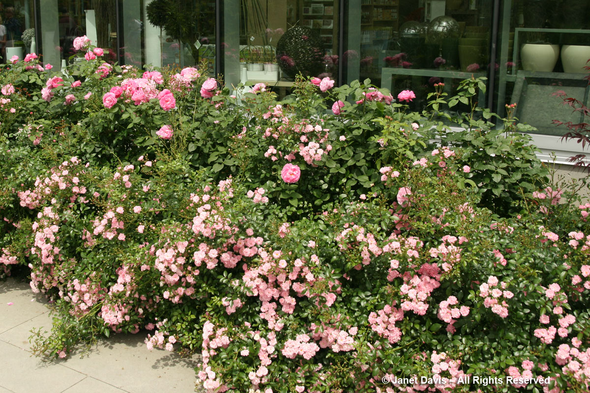 Rosa 'Mary Rose' & 'The Fairy'-Toronto Botanical Garden
