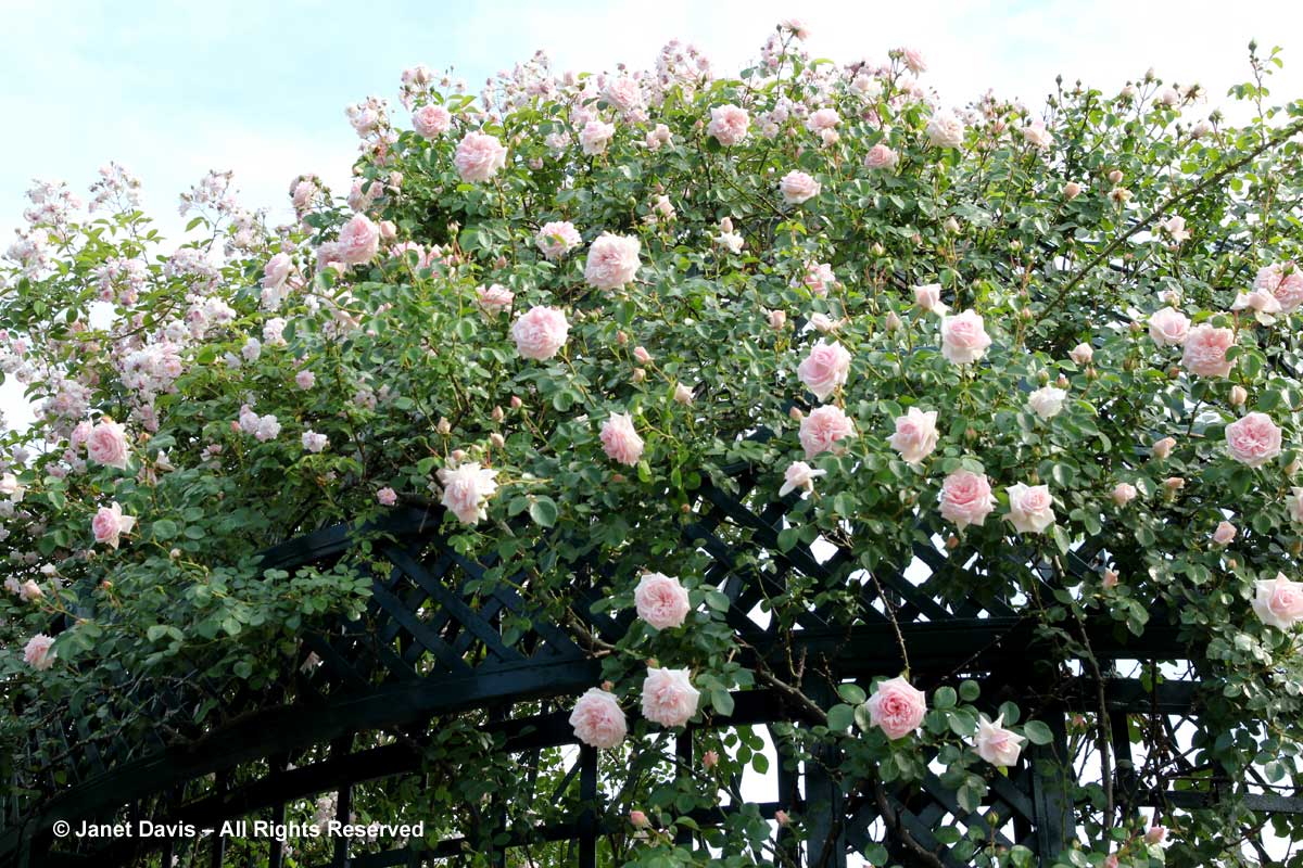 Rosa 'New Dawn'-Peggy Rockefeller Rose Garden