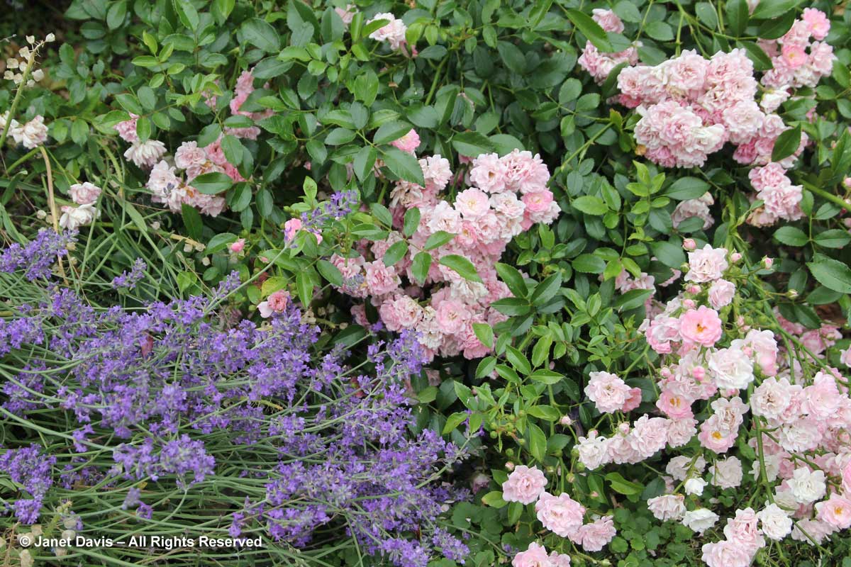 Rosa 'The Fairy' & Lavandula angustifolia