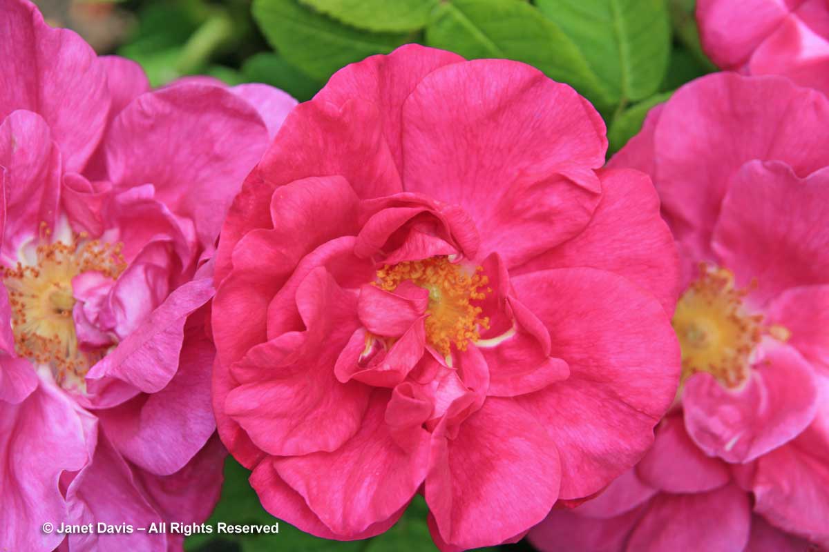 Rosa gallica 'Officinalis'-Apothecary rose