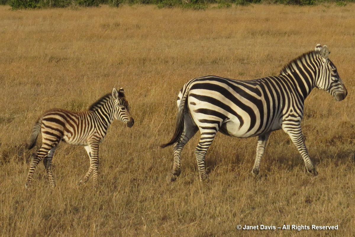 Zebra & foal-Ol Pejeta