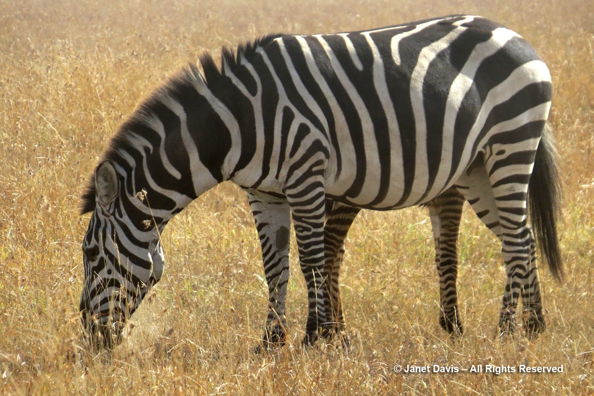 Zebra mother & foal leg height-Ol Pejeta