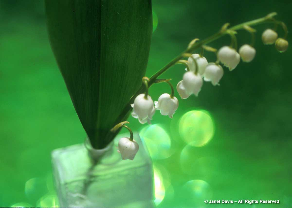 03-Lily of the Valley art shot