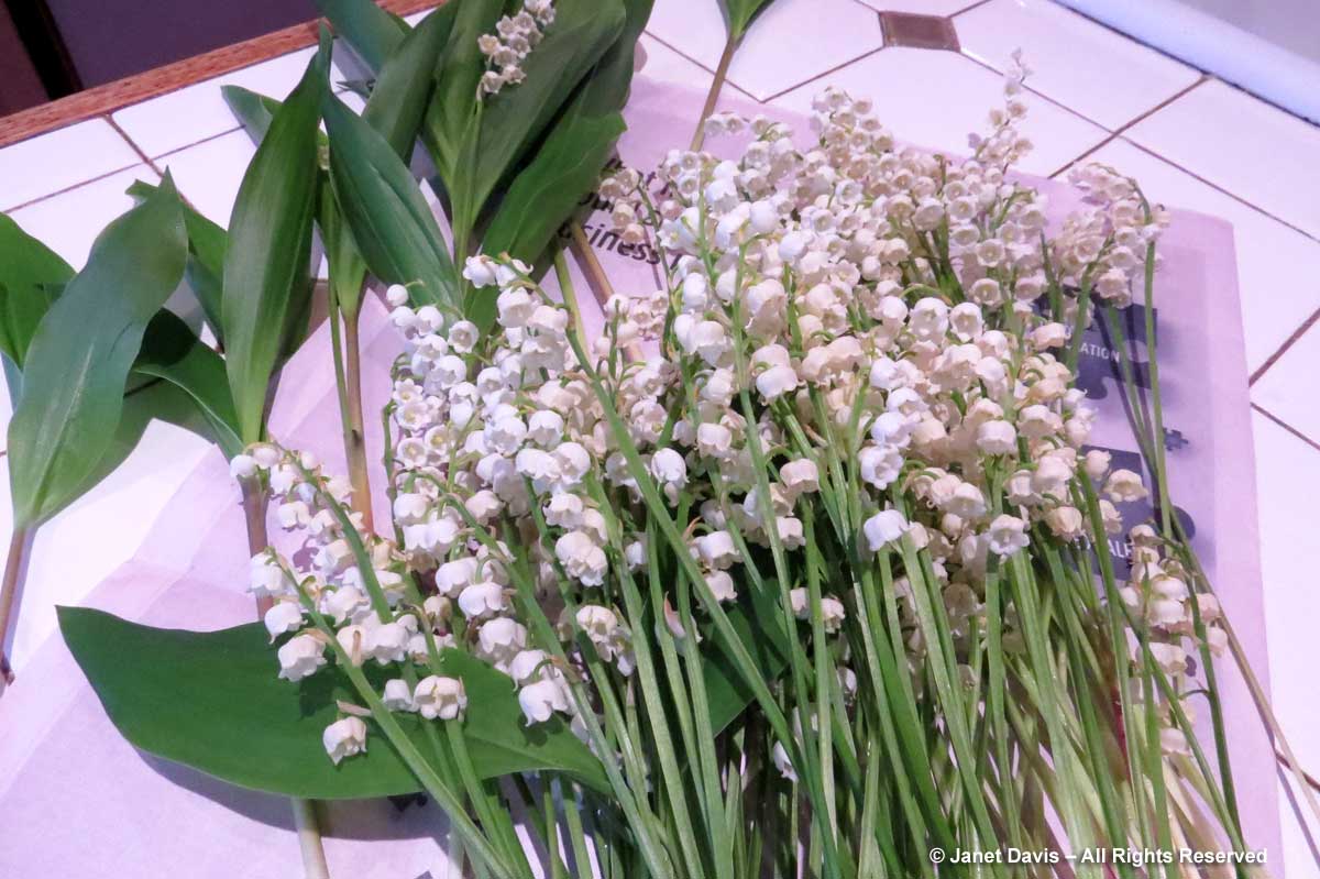 08-Lily of the valley-Floral stems