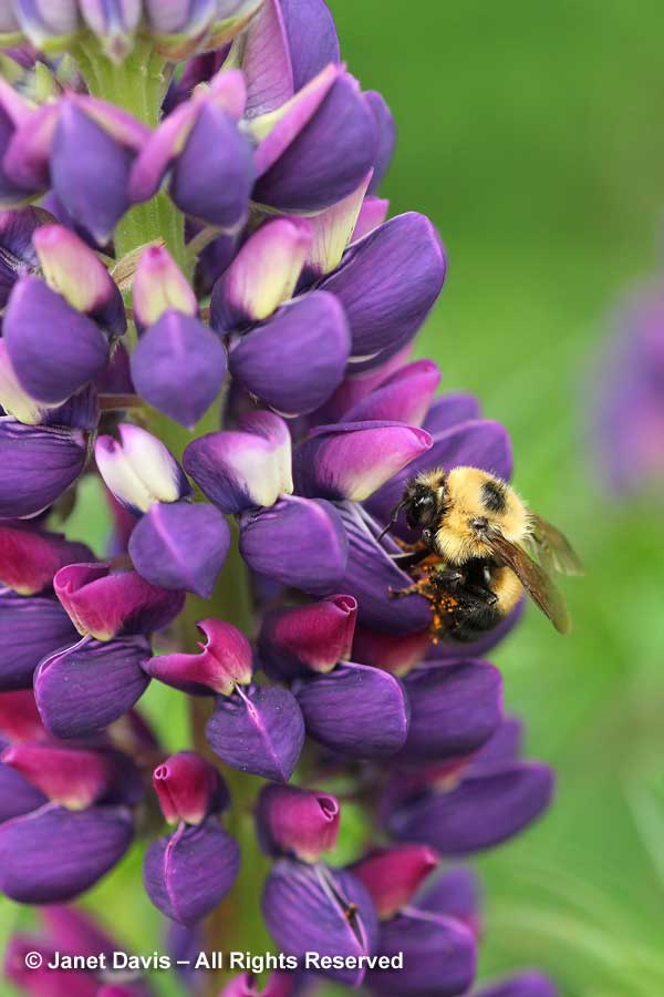 10-Bombus bimaculatus on lupine