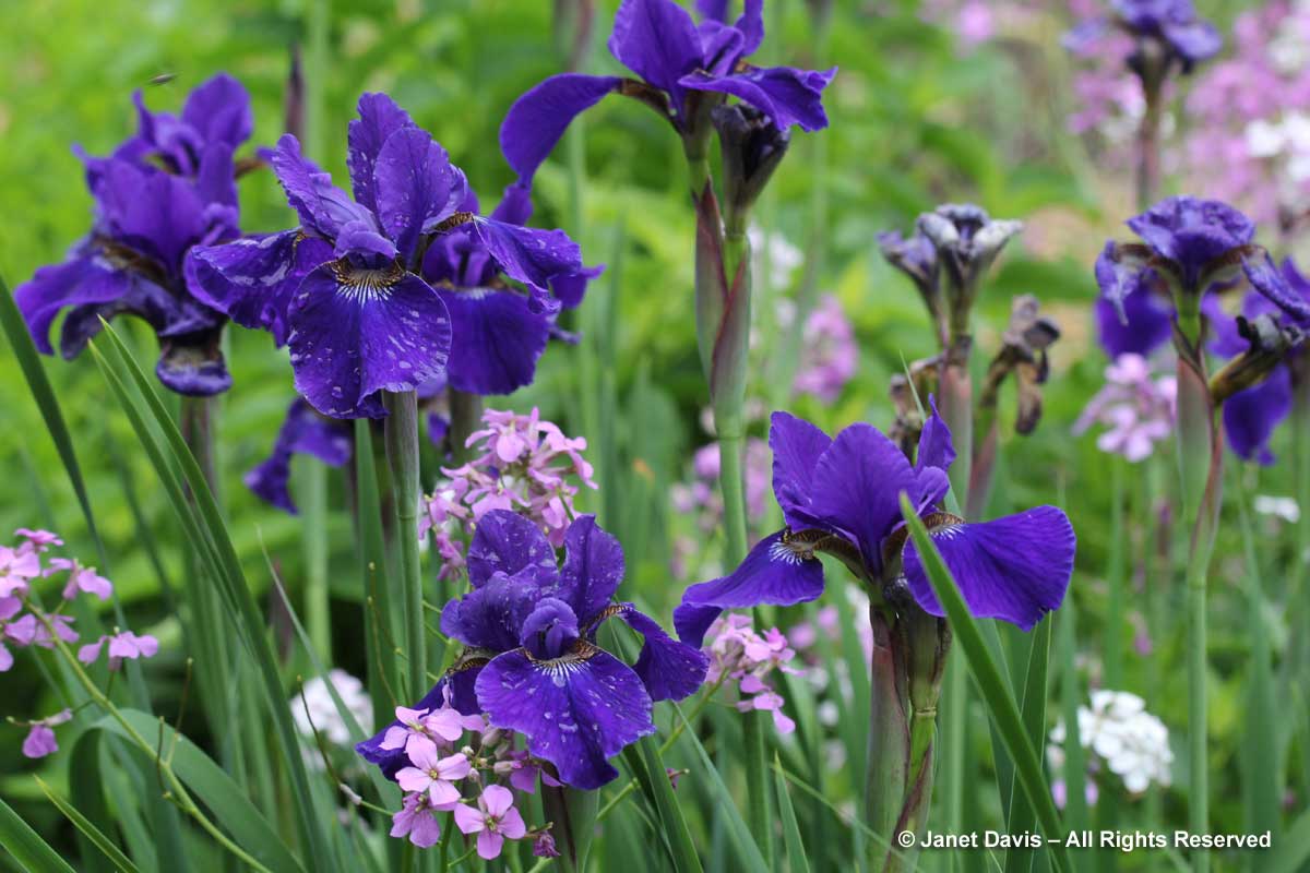 11-Siberian iris & Hesperis matronalis