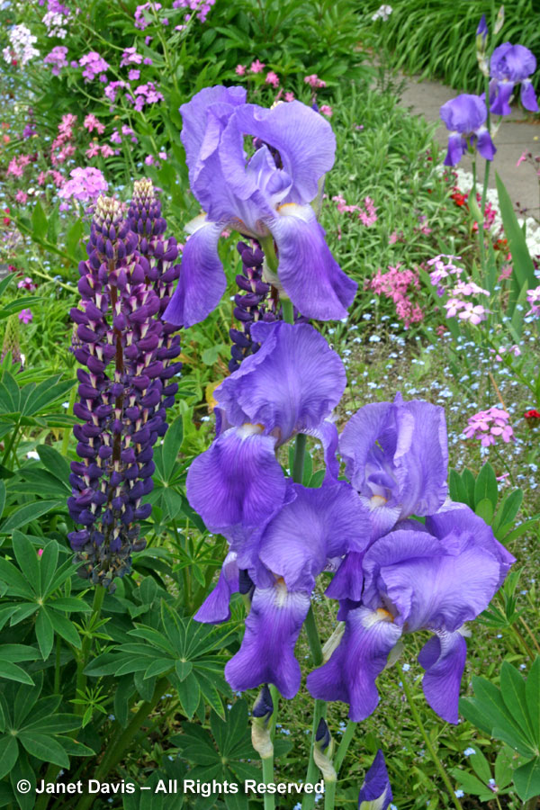 13-Violet-Purple-Iris-&-Lupine