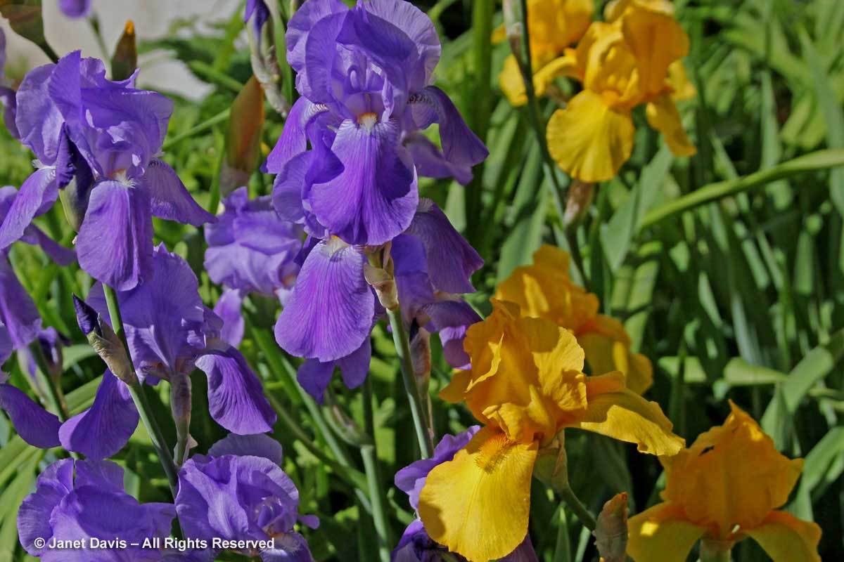 14-Violet & Gold irises