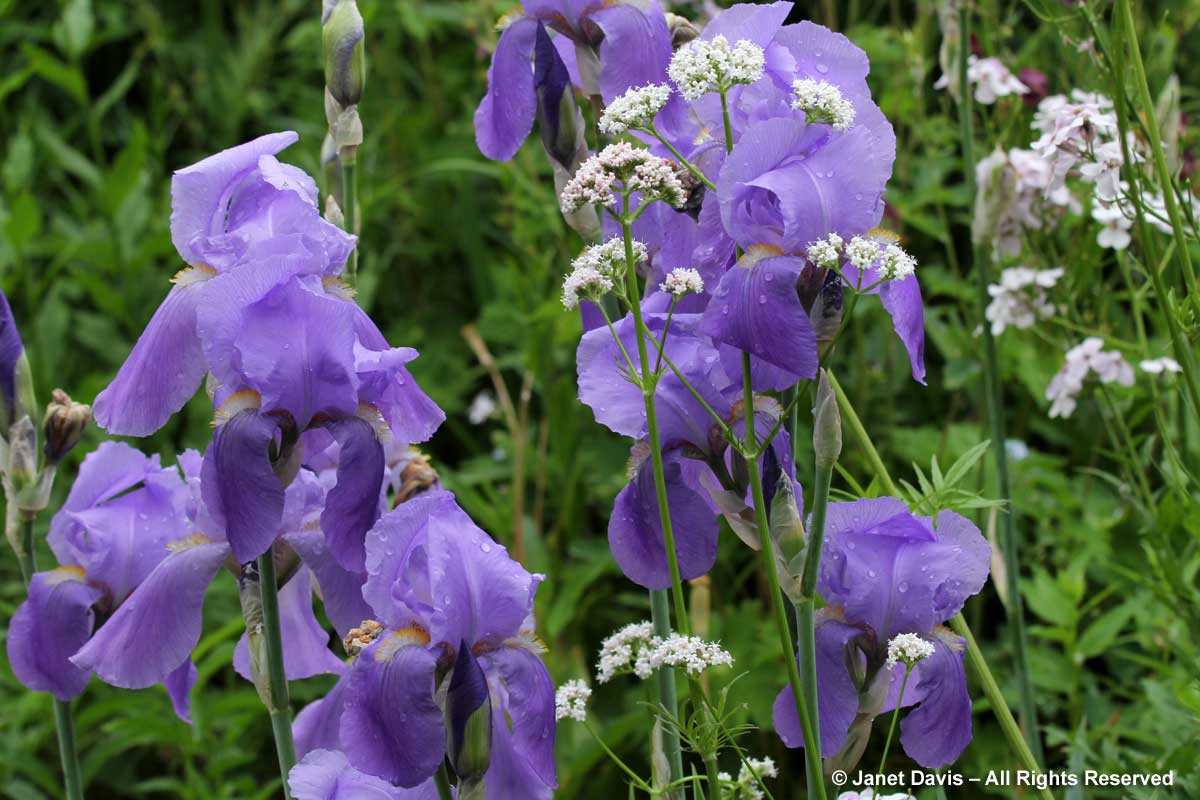 15-Violet Bearded iris & valerian