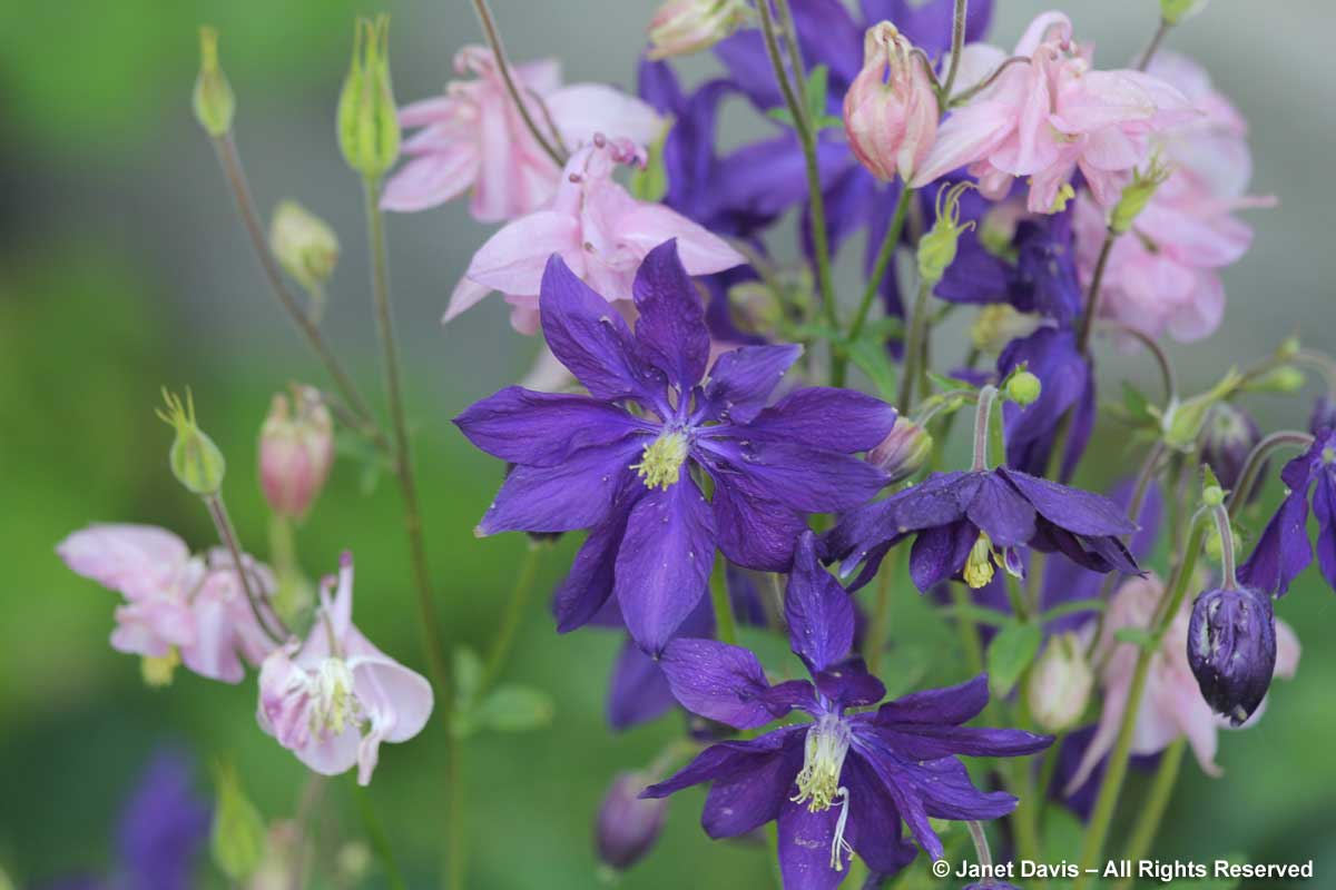 17-Aquilegia vulgaris