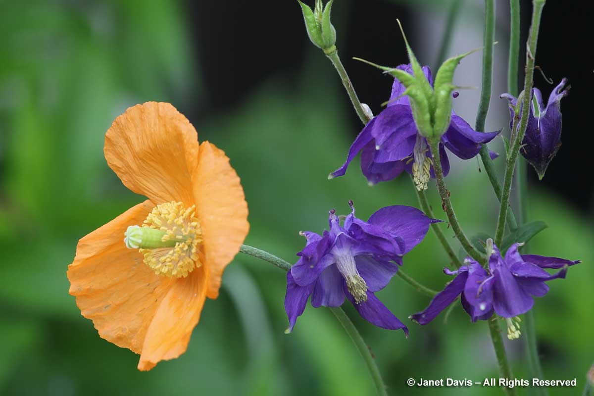 18-Aquilegia vulgaris & Papaver rupifragum