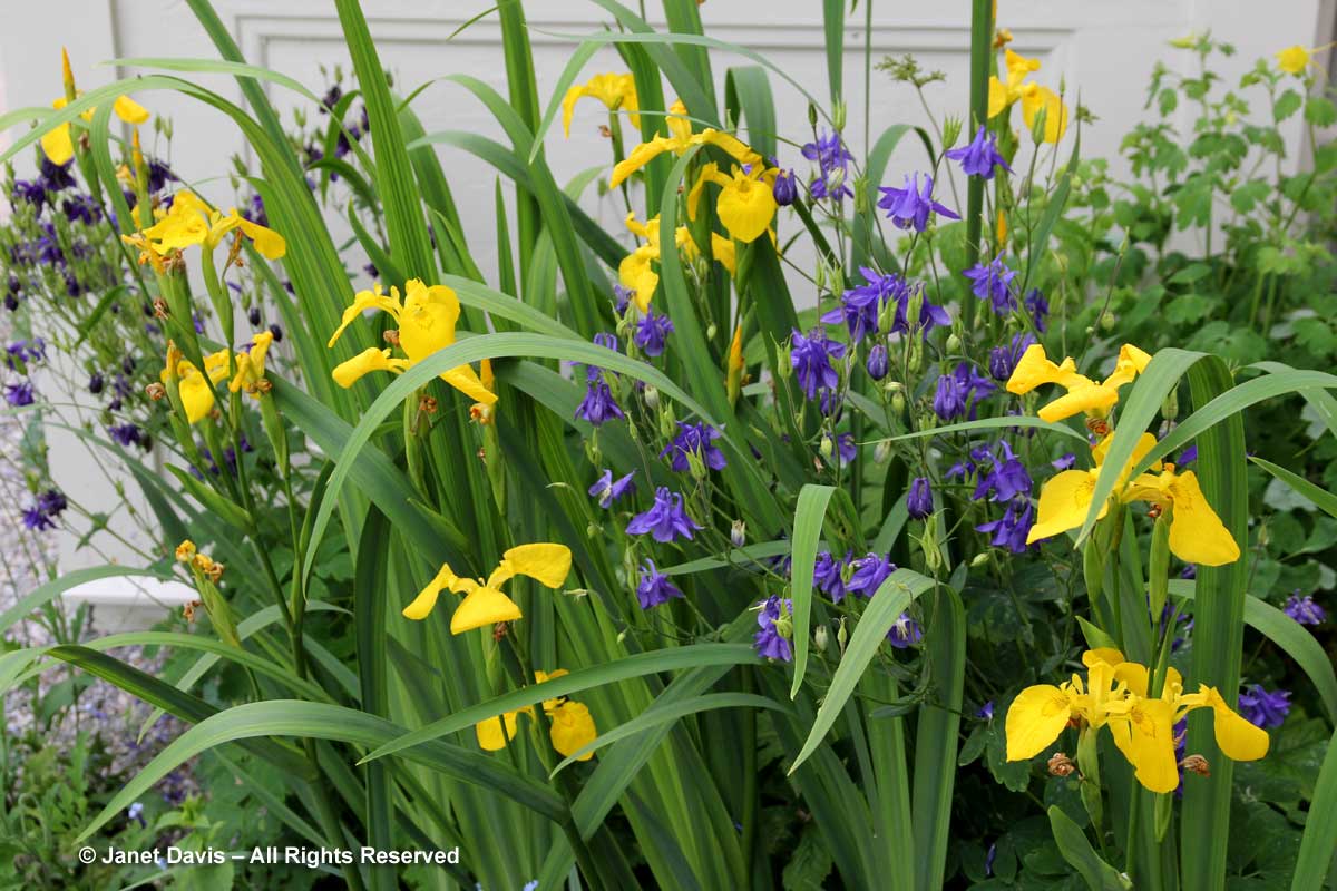 19-Aquilegia vulgaris & Iris pseudacorus