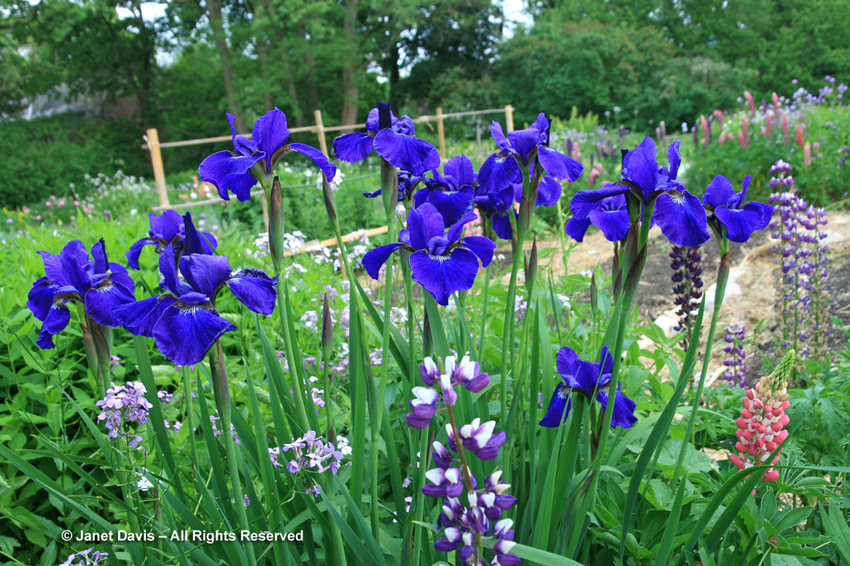 21-Blue Violet-Iris sibirica