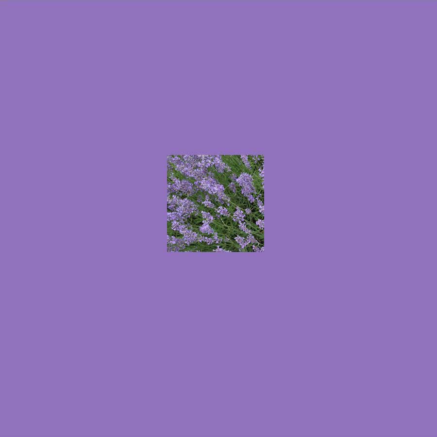 22-Lavender