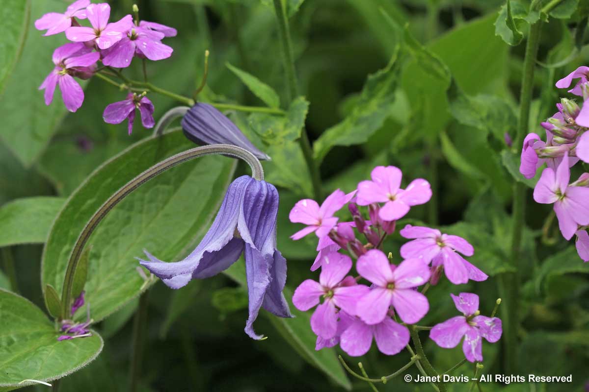 23-Lavender-Clematis integrifolia & Hesperis matronalis