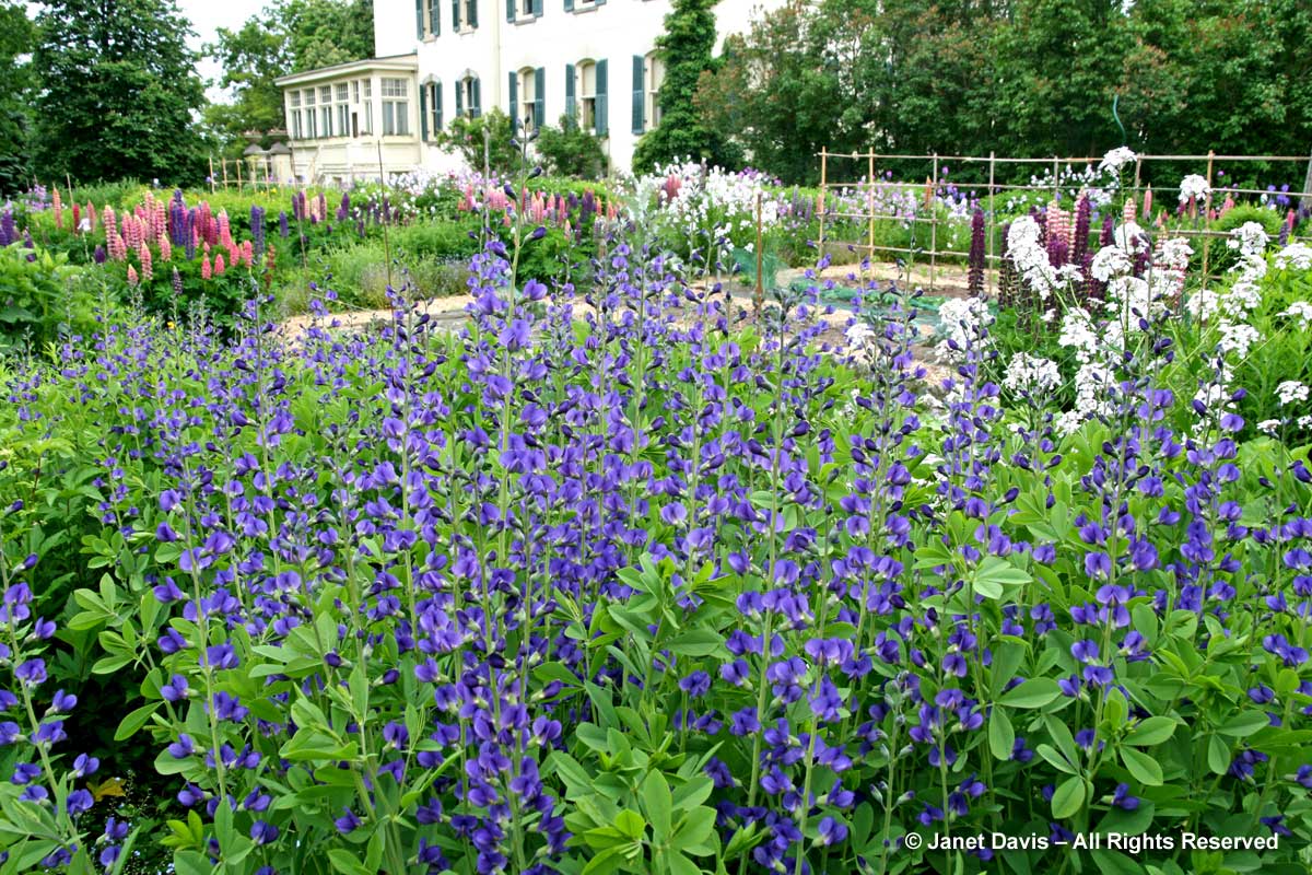 24-Baptisia australis-Spadina House