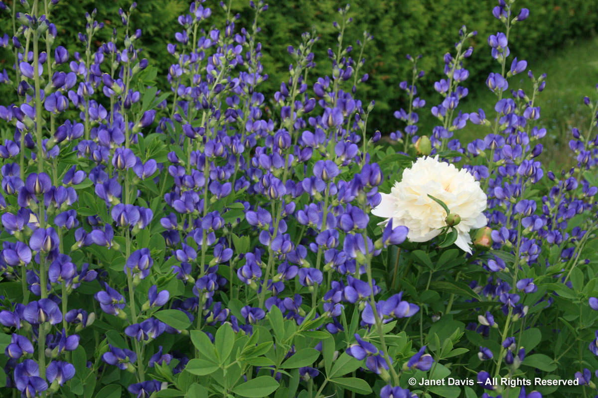 25-Baptisia australia & Peony 'Festiva Maxima'