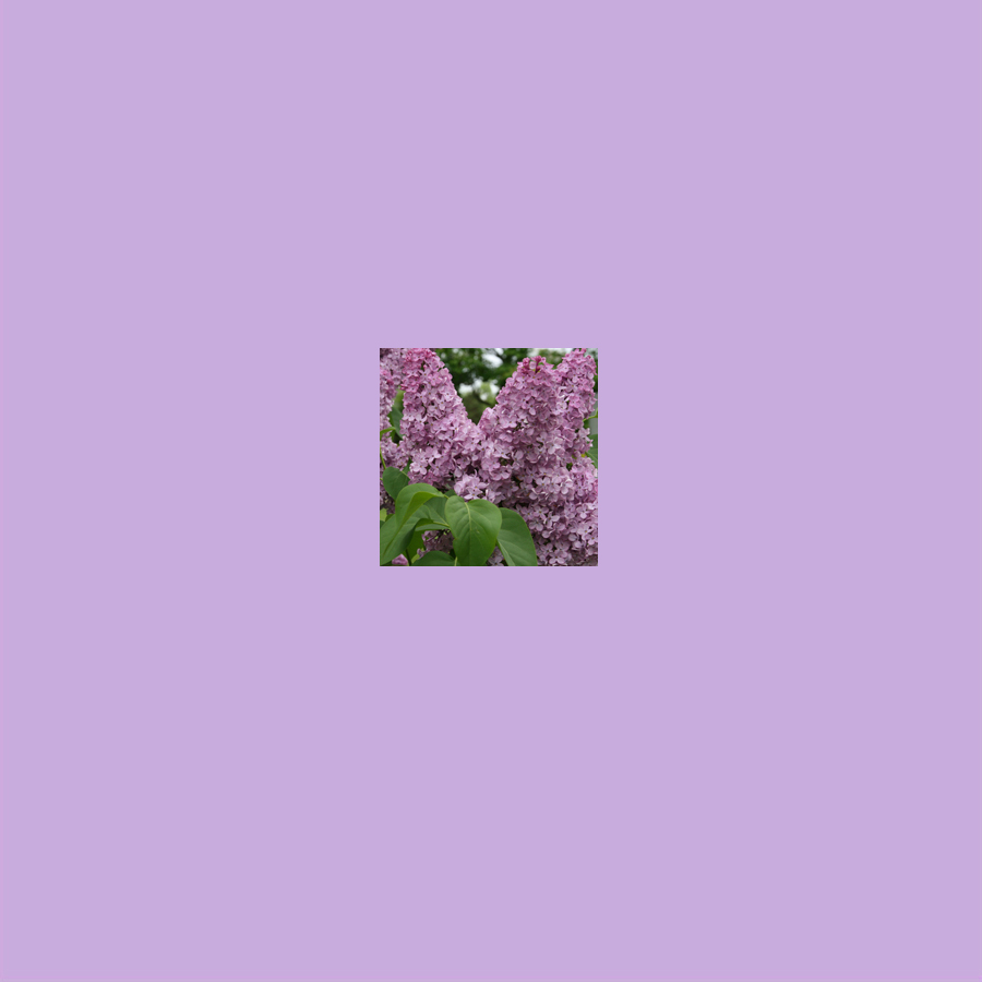 26-Lilac