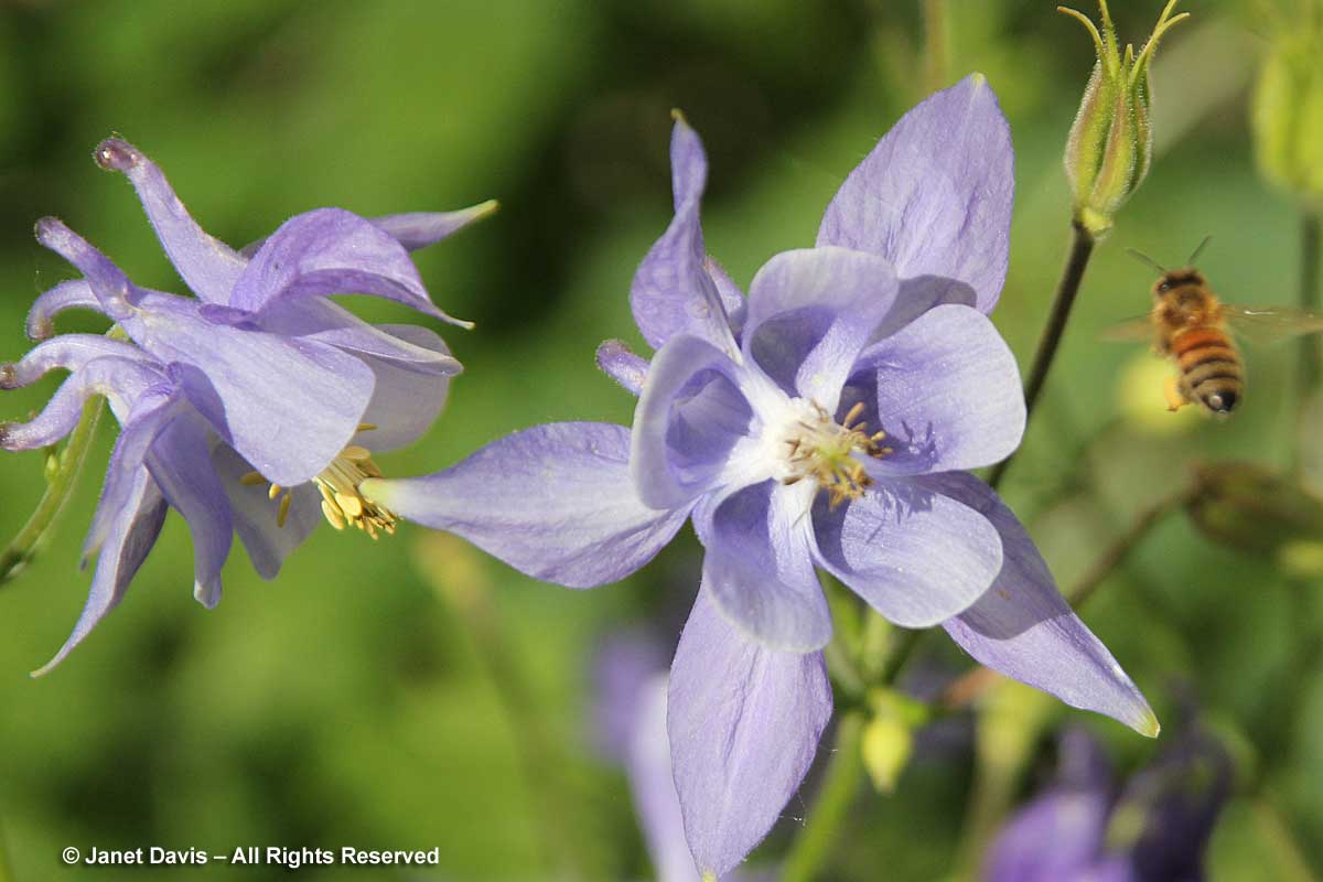 27-Aquilegia vulgaris