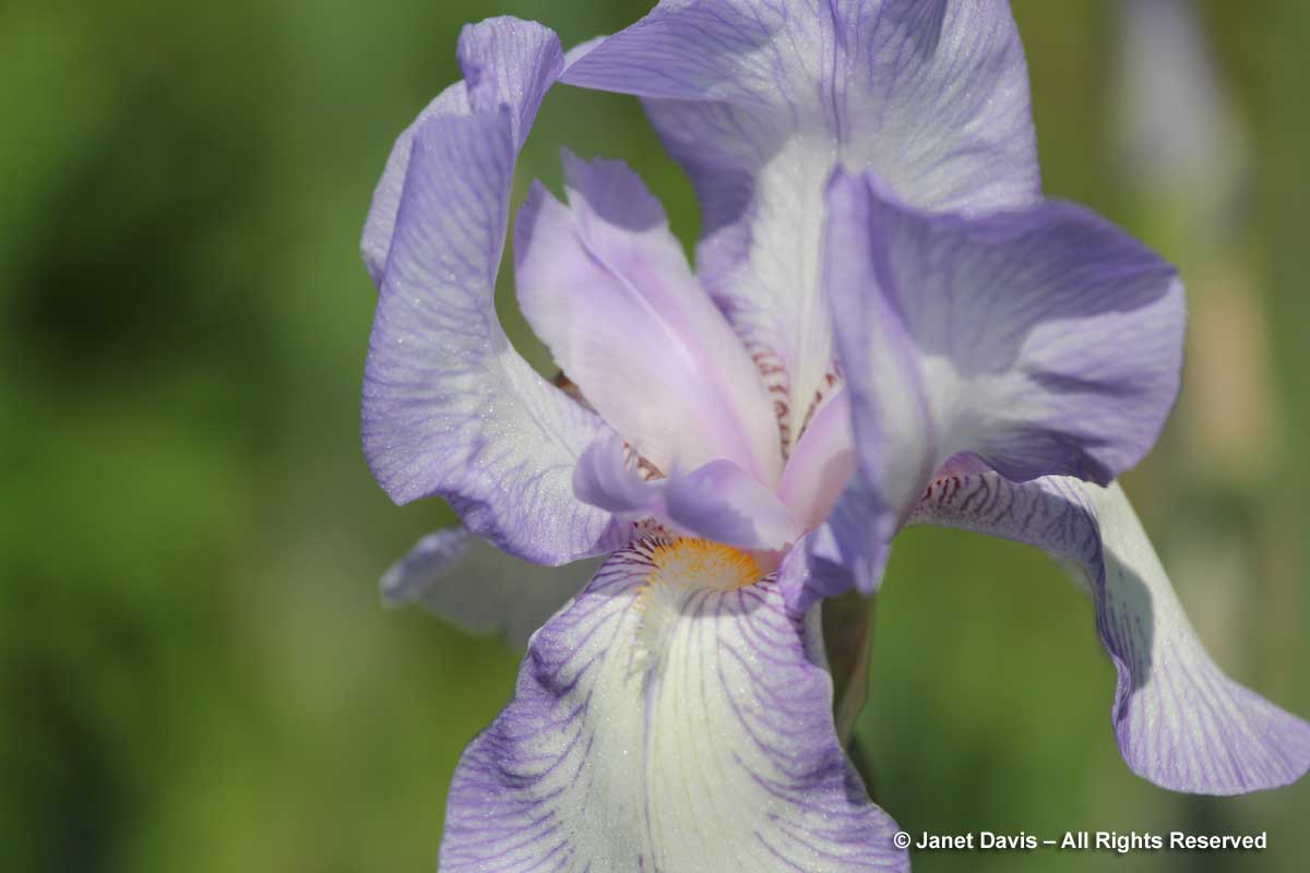 28-Iris 'Mme. Cherault'