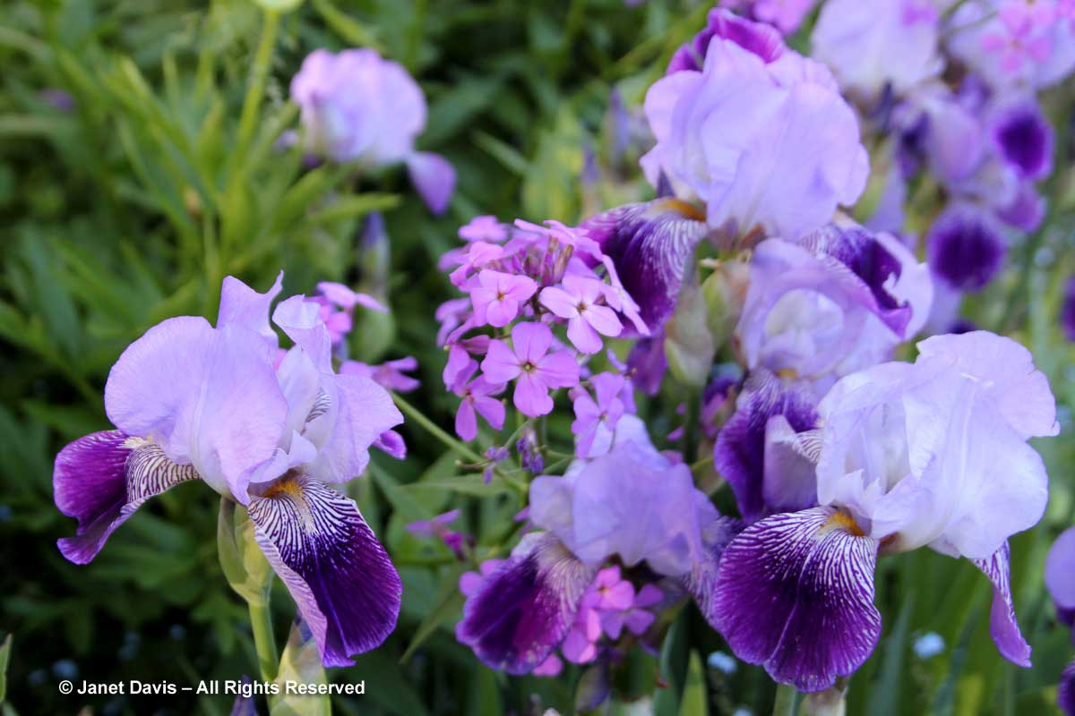 29-Bearded Iris & Hesperis matronalis