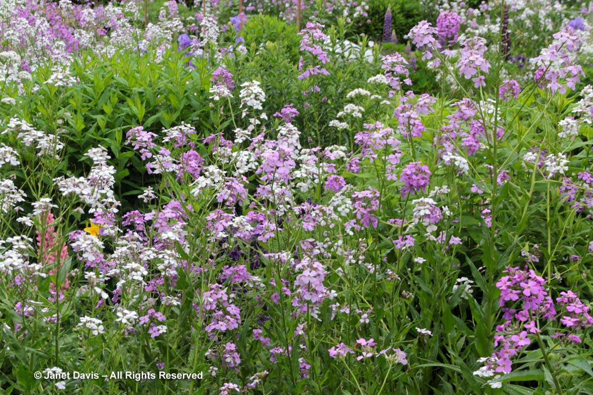 31-Hesperis-matronalis