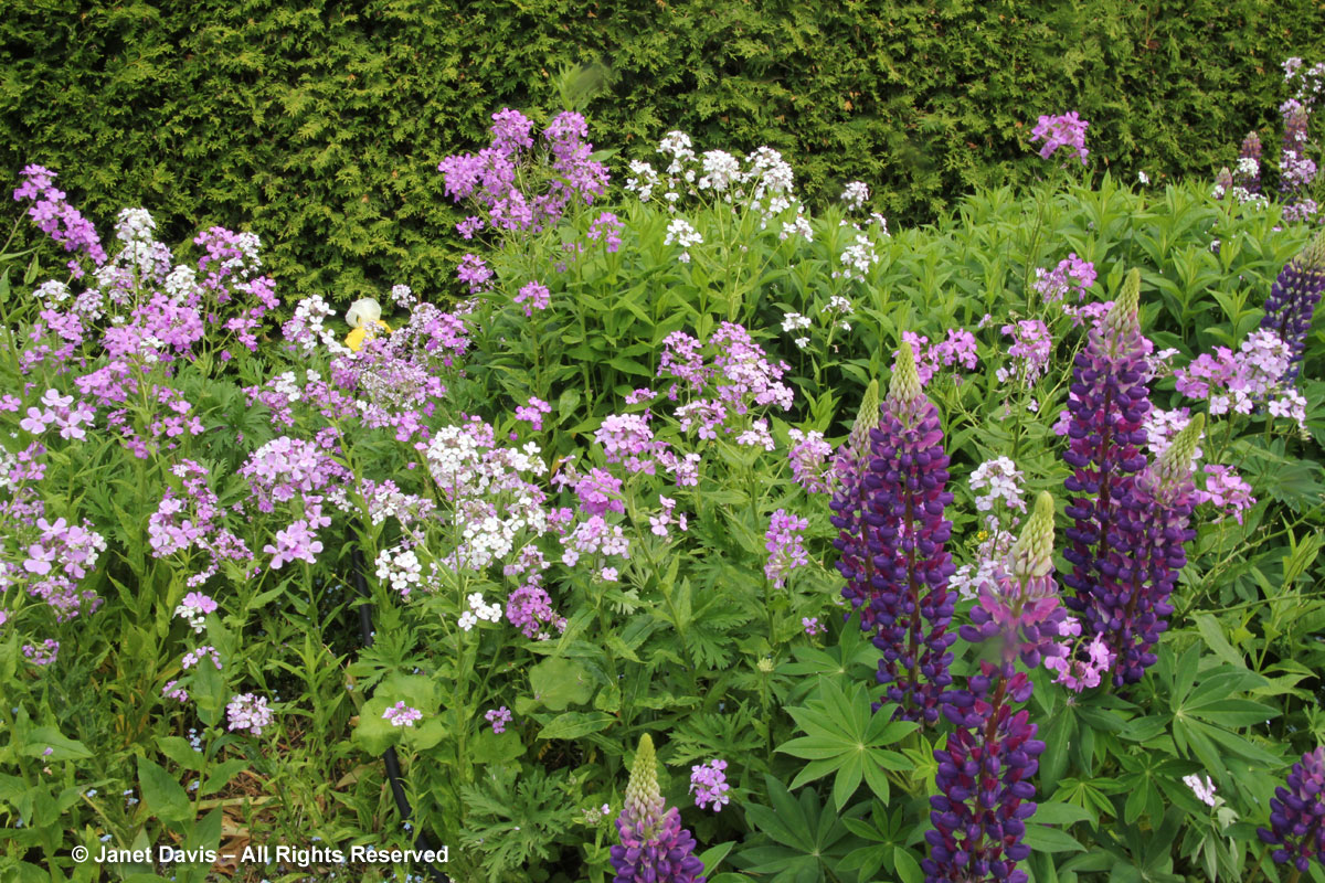 32-Hesperis matronaiis & Purple Lupines