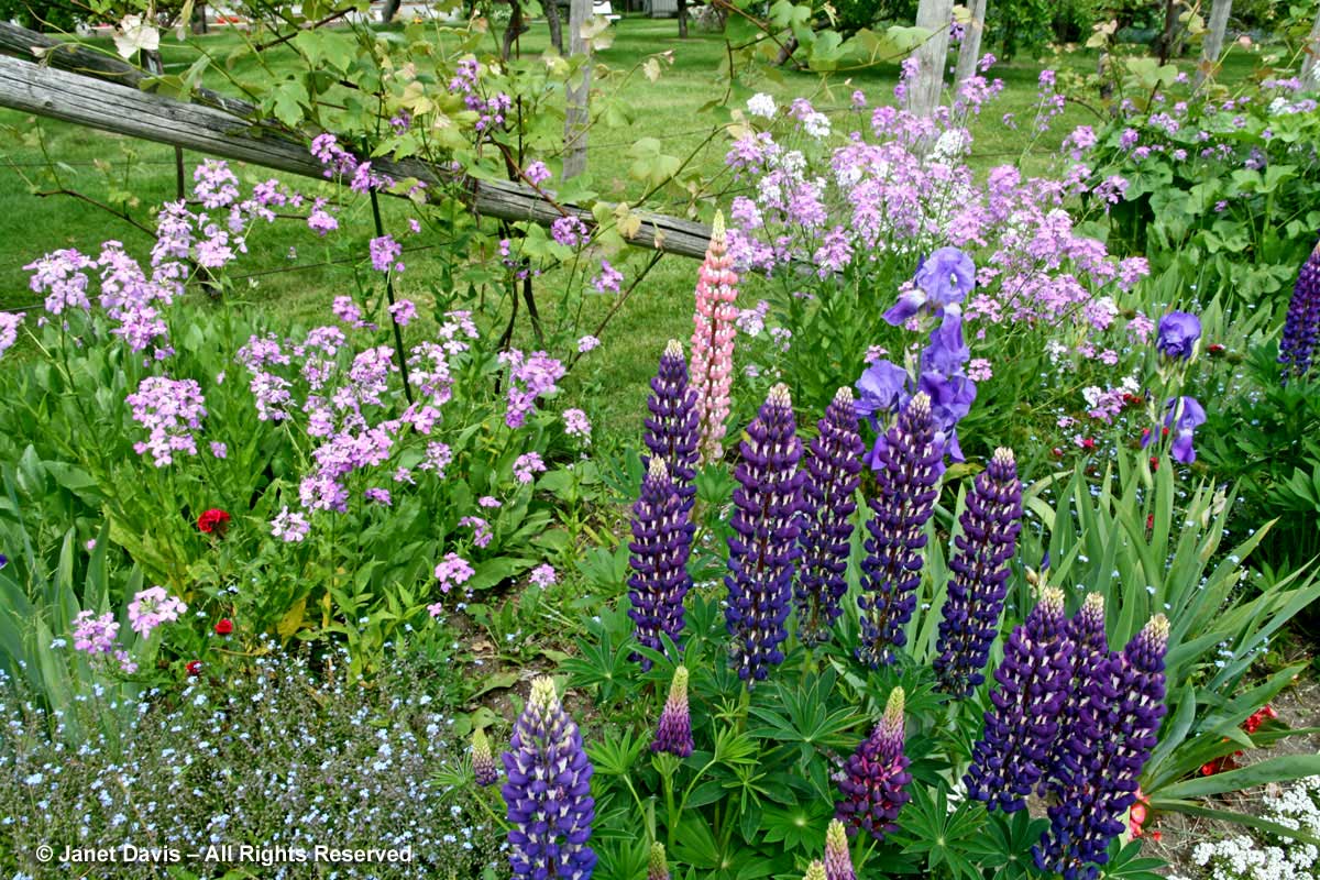 9-Lupines-&-Hesperis-1