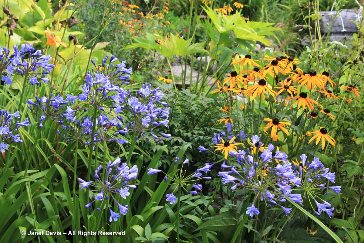 Agapanthus & Rudbeckia 'Goldturm'