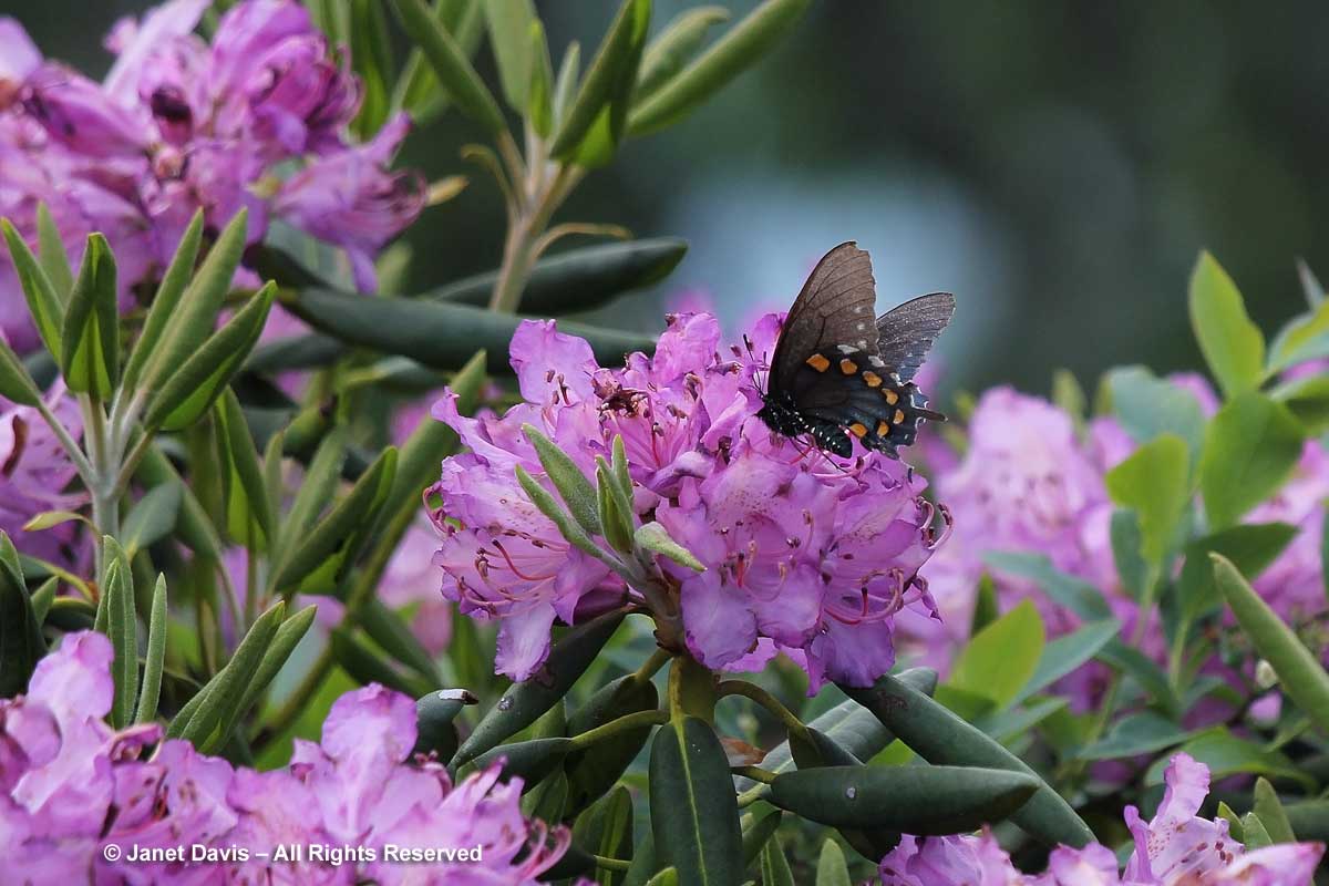 Papilio troilus-Spicebush Swallowtail-Rhododendron catawbiense-Craggy Gardens