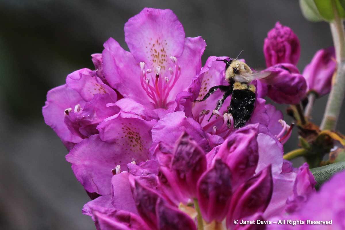 Bombus impatiens-Rhododendron catawbiense-Craggy Gardens