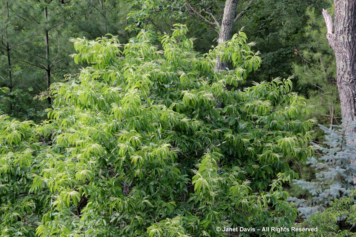 Oxydendrum arboreum-Sourwood tree