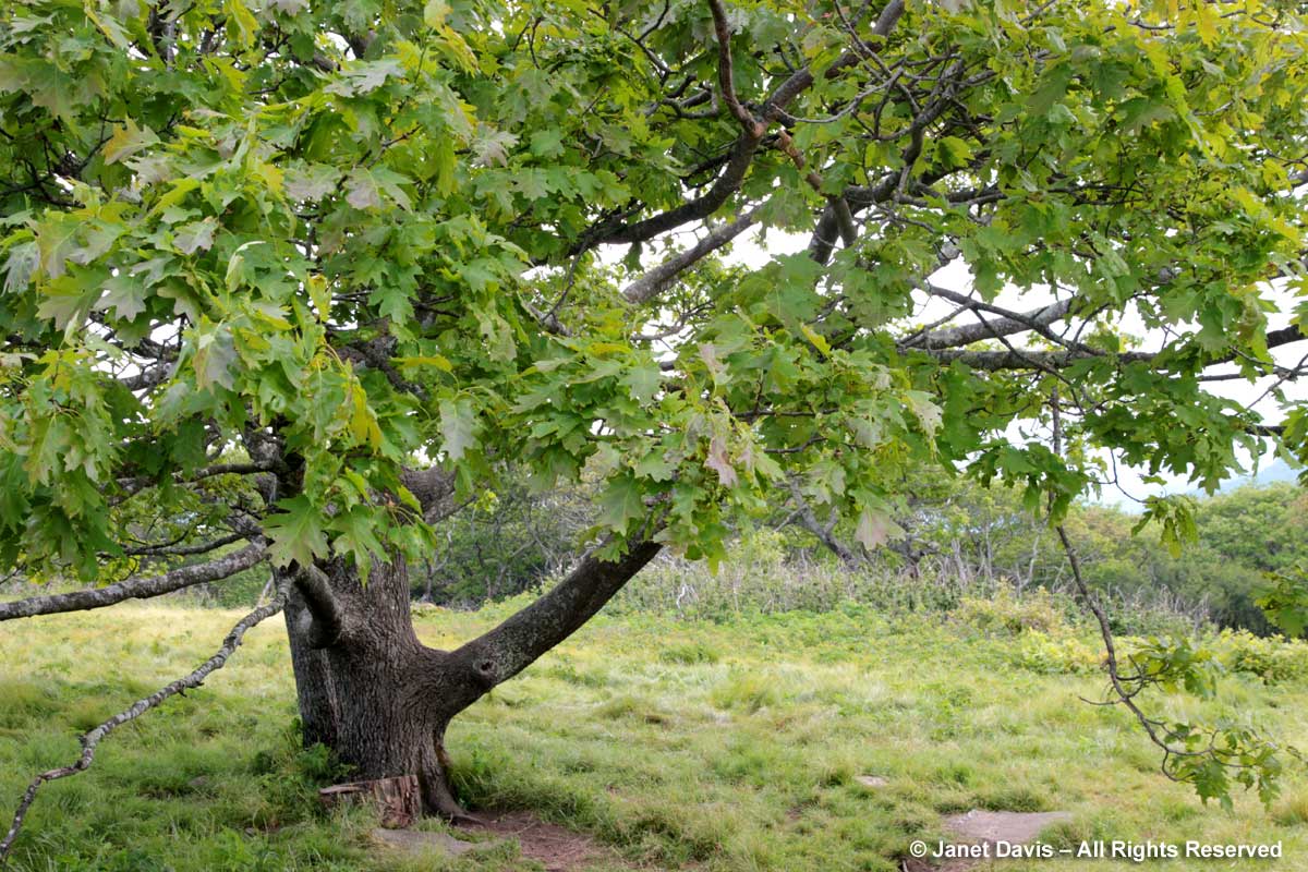 Quercus rubra-Red oak-Craggy Gardens