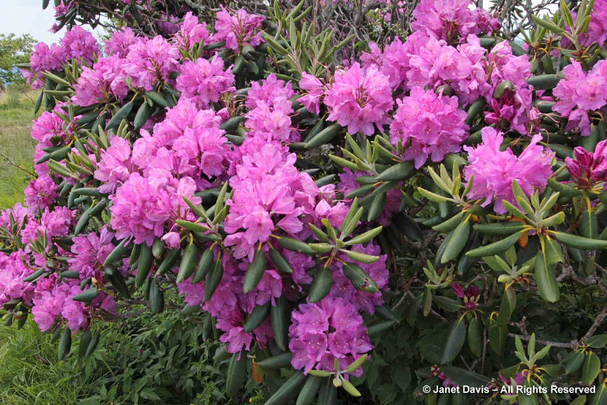 Rhododendron catawbiense-Craggy Gardens