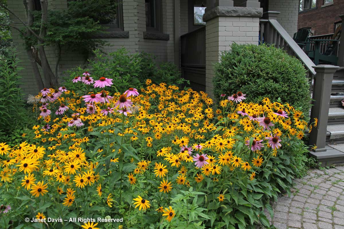 Rudbeckia 'Goldsturm' & Echinacea