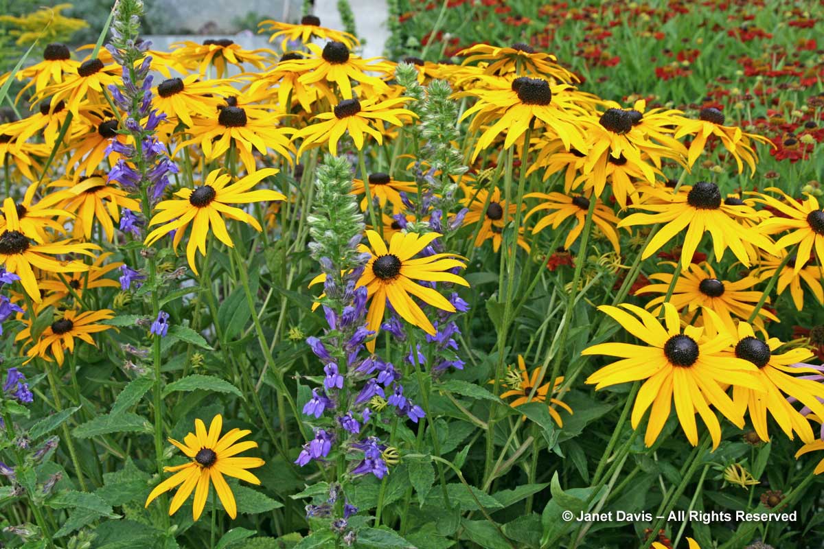 Rudbeckia 'Goldsturm' & Lobelia siphilitica