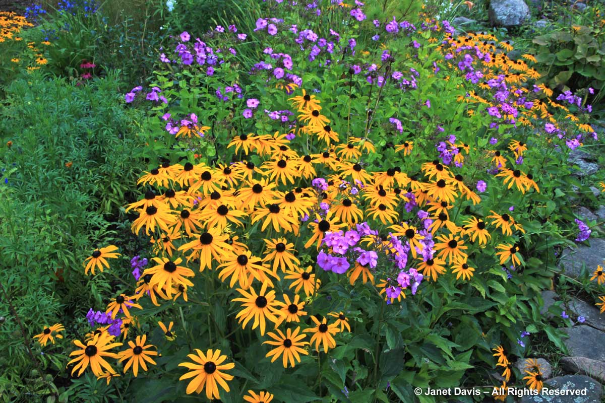 Rudbeckia 'Goldsturm' & Phlox