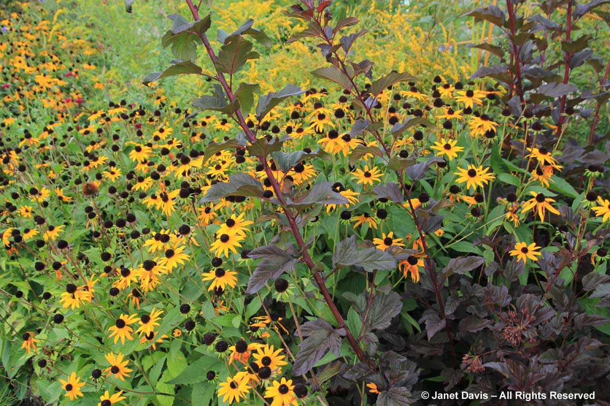 Rudbeckia 'Goldsturm' & Physocarpus 'Diabolo'