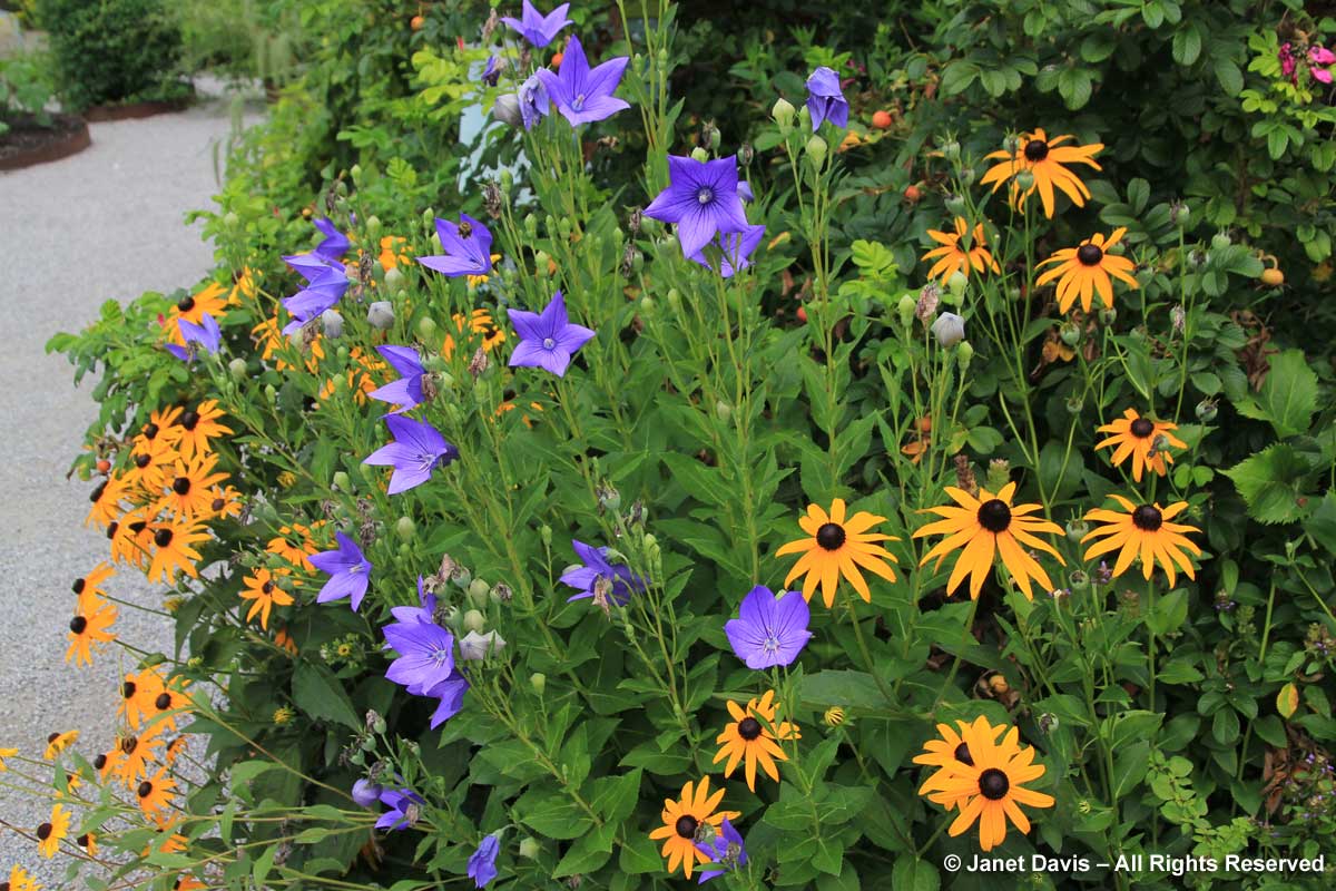 Rudbeckia 'Goldsturm' & Platycodon grandiflorus